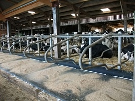 Подстилки для коров