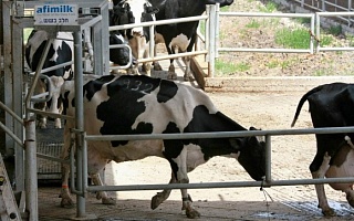 Система сортировки коров AfiSort