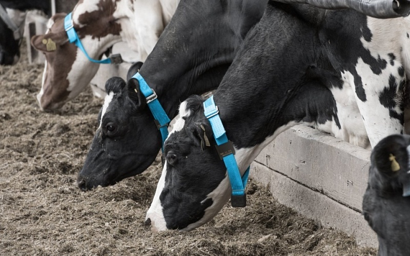 Afimilk Silent Herdsman – Автоматический мониторинг для обнаружения охоты и контроля за состоянием здоровья коров